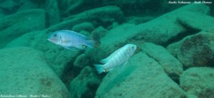 Metriaclima estherae 'Border'